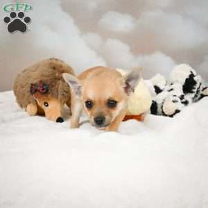 Finley, Chihuahua Puppy