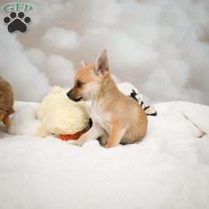 Finley, Chihuahua Puppy