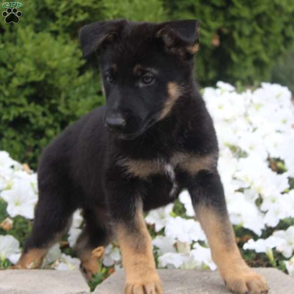 Shadow, German Shepherd Puppy