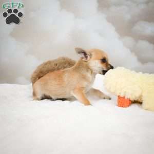 Finley, Chihuahua Puppy