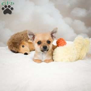Finley, Chihuahua Puppy