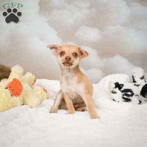 Falcon, Chihuahua Puppy