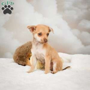 Falcon, Chihuahua Puppy
