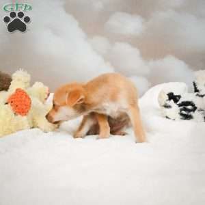 Falcon, Chihuahua Puppy