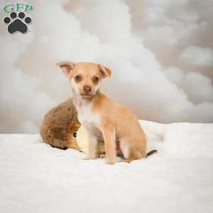 Falcon, Chihuahua Puppy