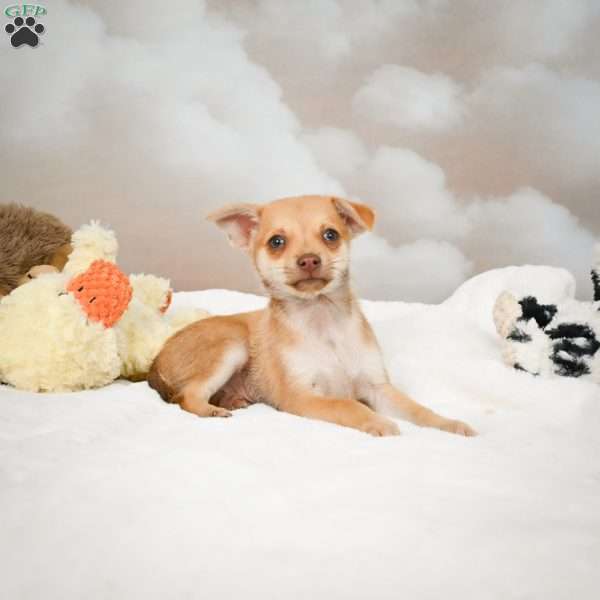 Falcon, Chihuahua Puppy