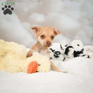 Falcon, Chihuahua Puppy