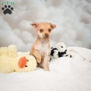 Falcon, Chihuahua Puppy