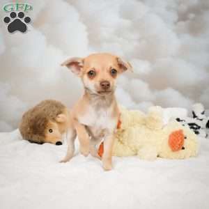Falcon, Chihuahua Puppy