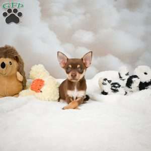 Forest, Chihuahua Puppy