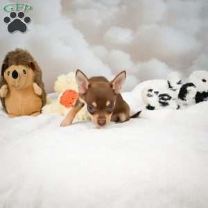 Forest, Chihuahua Puppy