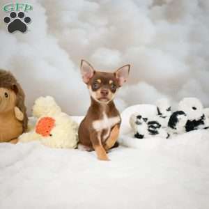 Forest, Chihuahua Puppy