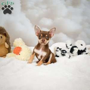 Forest, Chihuahua Puppy