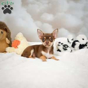 Forest, Chihuahua Puppy