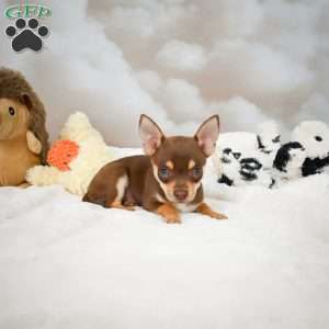 Forest, Chihuahua Puppy