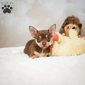 Forest, Chihuahua Puppy