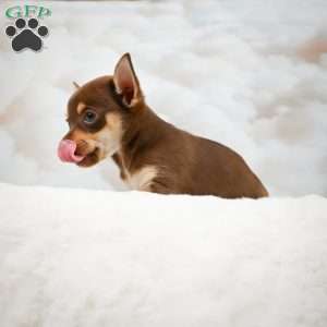 Forest, Chihuahua Puppy