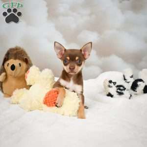 Forest, Chihuahua Puppy
