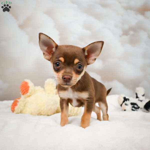 Forest, Chihuahua Puppy