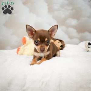 Forest, Chihuahua Puppy