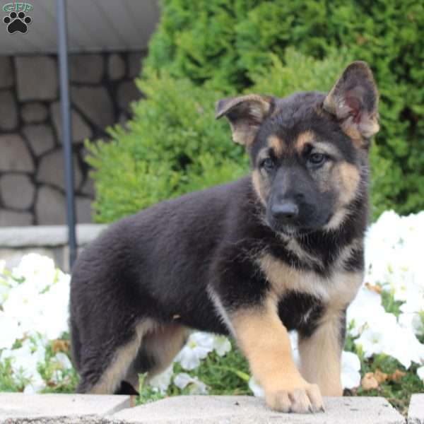 Haven, German Shepherd Puppy