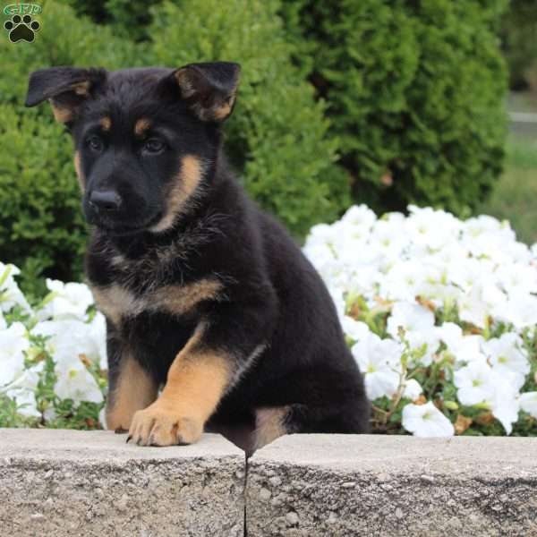 Lucy, German Shepherd Puppy