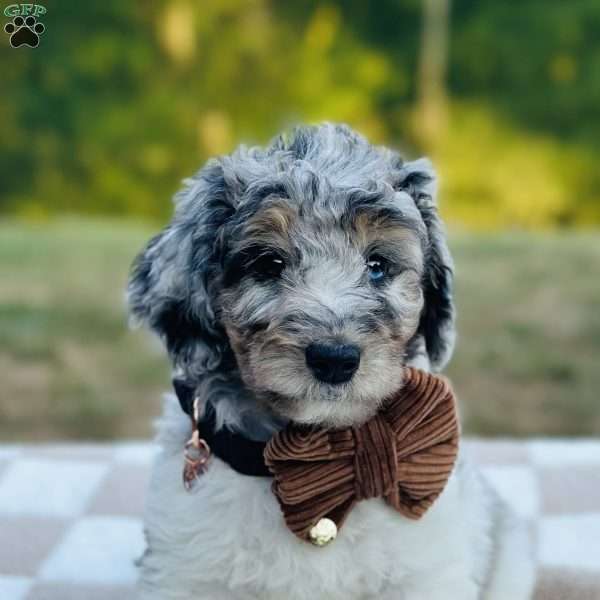 Hawk, Goldendoodle Puppy