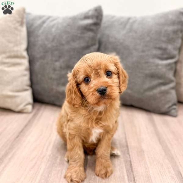 Ira, Cavapoo Puppy