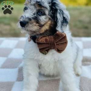 Hawk, Goldendoodle Puppy
