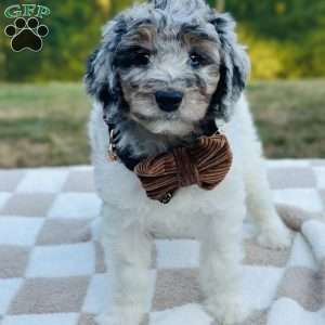 Hawk, Goldendoodle Puppy