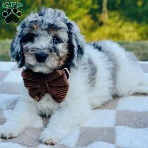 Hawk, Goldendoodle Puppy