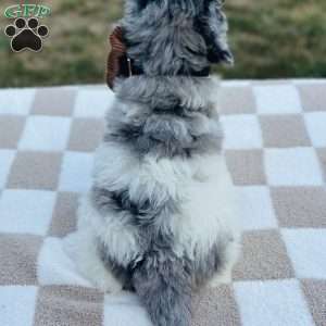 Hawk, Goldendoodle Puppy