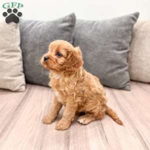 Ira, Cavapoo Puppy