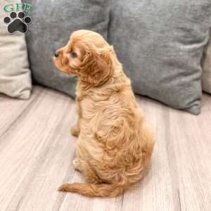 Ira, Cavapoo Puppy