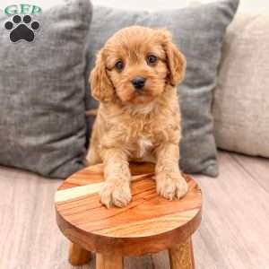 Ira, Cavapoo Puppy
