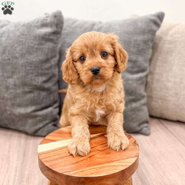 Ira, Cavapoo Puppy