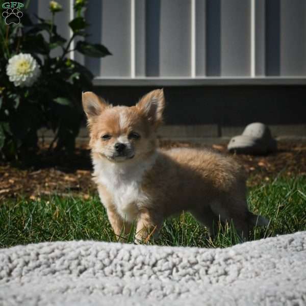 Fluffy, Chihuahua Puppy