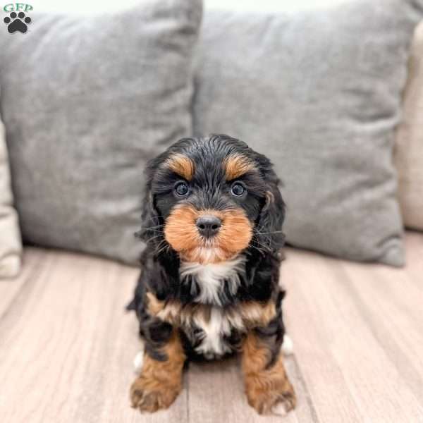 Ivy, Cavapoo Puppy