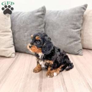 Ivy, Cavapoo Puppy