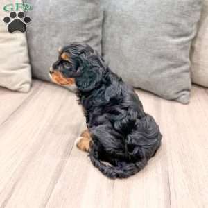 Ivy, Cavapoo Puppy