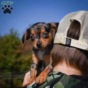 Tammy, Chihuahua Puppy