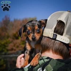 Tammy, Chihuahua Puppy