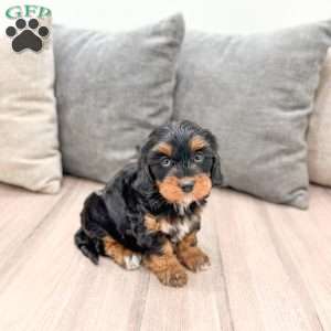 Ivy, Cavapoo Puppy