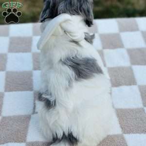 Bluebird, Goldendoodle Puppy