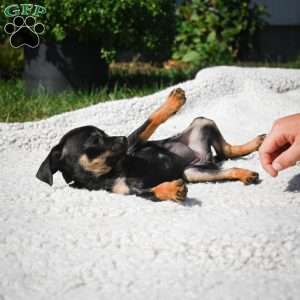 Tasha, Chihuahua Puppy