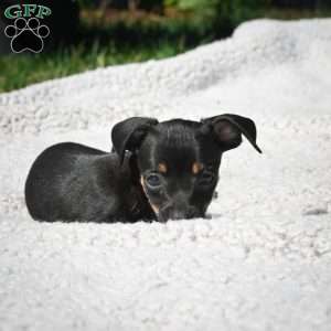Tasha, Chihuahua Puppy