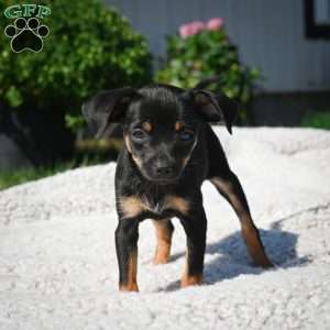 Tasha, Chihuahua Puppy