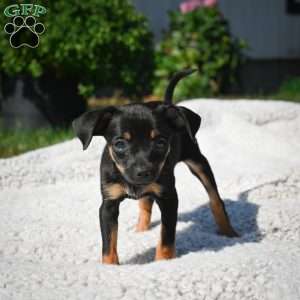 Tasha, Chihuahua Puppy