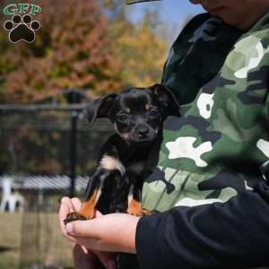 Tasha, Chihuahua Puppy