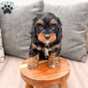 Ivy, Cavapoo Puppy